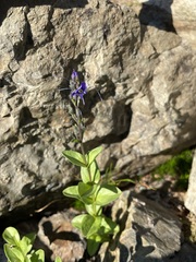 Veronica cusickii