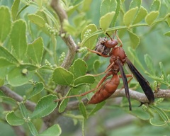 Polistes carolina