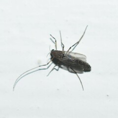Chironomoidea