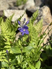 Veronica cusickii