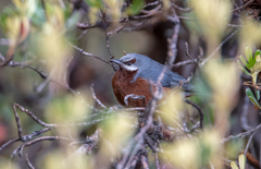 Conirostrum binghami