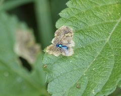 Condylostylus mundus