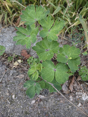 Aquilegia vulgaris