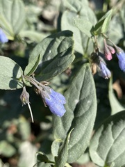 Mertensia