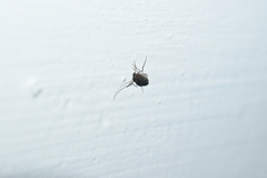 Chironomoidea