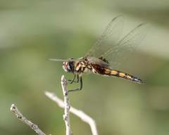 Macrodiplax balteata