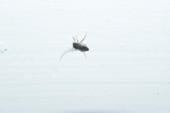 Chironomoidea