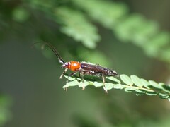 Stenosphenus dolosus