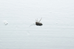 Chironomoidea