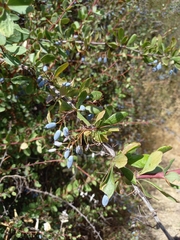 Berberis hispanica