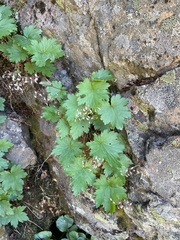 Heuchera