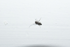 Chironomoidea