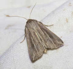 Mythimna riparia