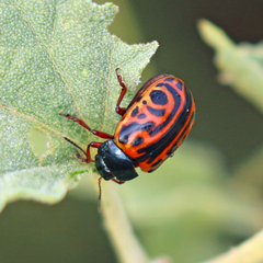 Calligrapha serpentina