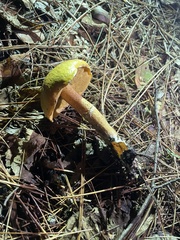 Suillus salmonicolor
