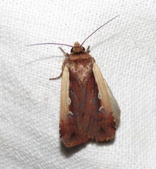Ochropleura