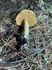 Suillus salmonicolor