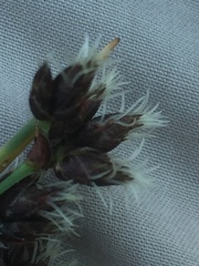 Schoenoplectus lacustris