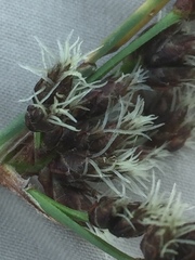 Schoenoplectus lacustris