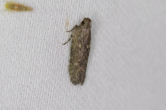 Hypatima