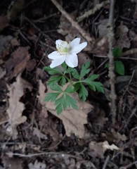 Anemonoides nemorosa