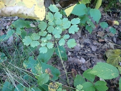 Thalictrum venulosum