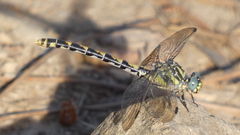Onychogomphus uncatus