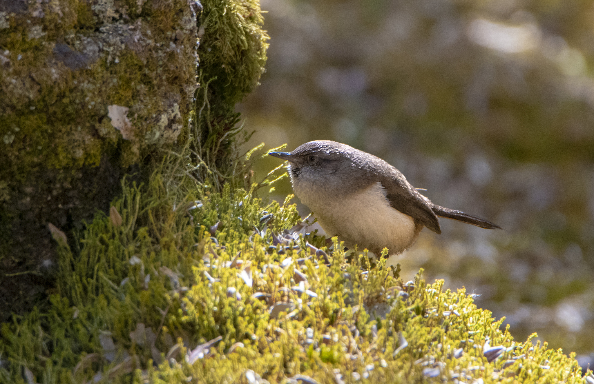 Pale-tailed Canastero (Asthenes huancavelicae), photo 8