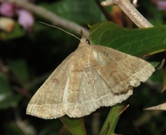Pechipogo plumigeralis