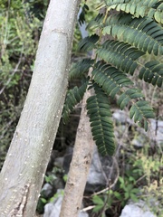 Albizia julibrissin
