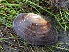 Sinanodonta woodiana