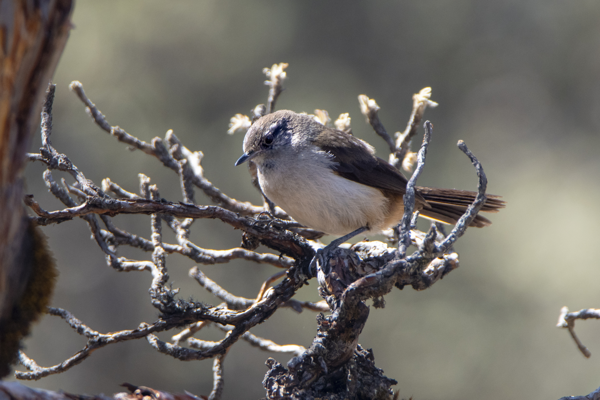 Pale-tailed Canastero (Asthenes huancavelicae), photo 6