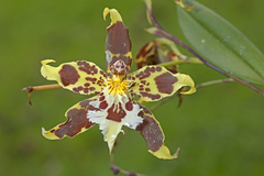 Oncidium hallii
