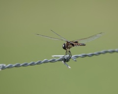 Macrodiplax balteata