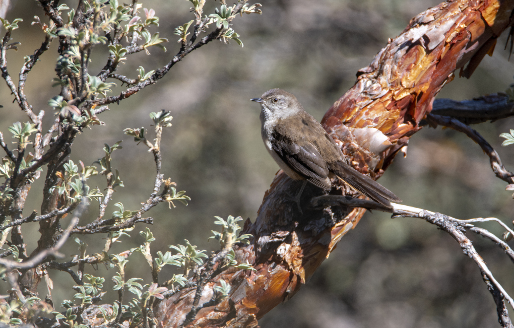 Pale-tailed Canastero (Asthenes huancavelicae), photo 7