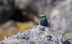 Oreotrochilus melanogaster