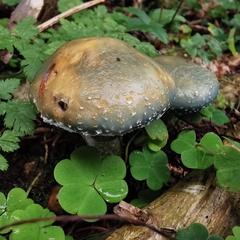 Stropharia aeruginosa