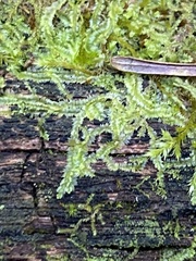 Lophocolea heterophylla