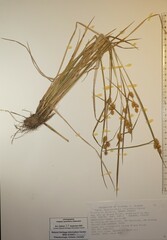 Carex × subviridula