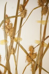 Carex × subviridula