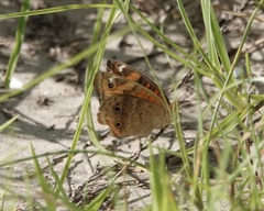 Junonia coenia