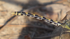 Onychogomphus uncatus