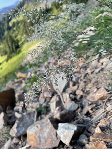 Image of Calamagrostis tacomensis by (c) Matt Berger, some rights reserved (CC BY)