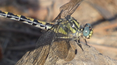 Onychogomphus uncatus