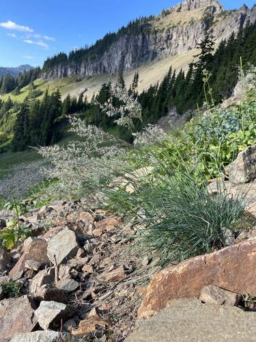 Rainier Reedgrass (Calamagrostis tacomensis)