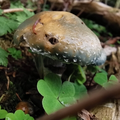 Stropharia aeruginosa