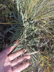 Onosma simplicissima