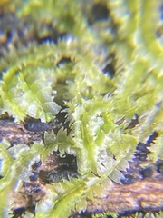 Lophocolea heterophylla