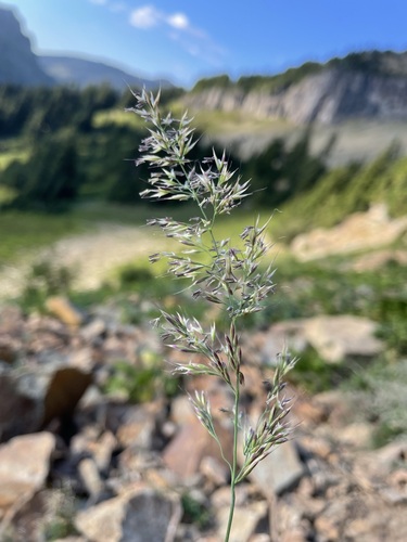 Image of Calamagrostis tacomensis by (c) Matt Berger, some rights reserved (CC BY)