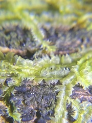 Lophocolea heterophylla